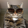 NARVA | S3031 - Women Sleek Glitter Glamour Cat Eye Feline Fashion Sunglasses - Cramilo Eyewear - Stylish Trendy Affordable Sunglasses Clear Glasses Eye Wear Fashion