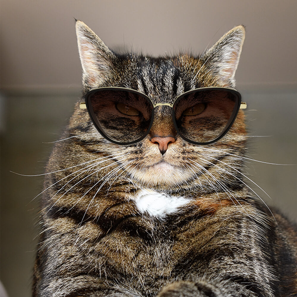 Best Cat Eye Sunglasses and Brands - Schimiggy Reviews
